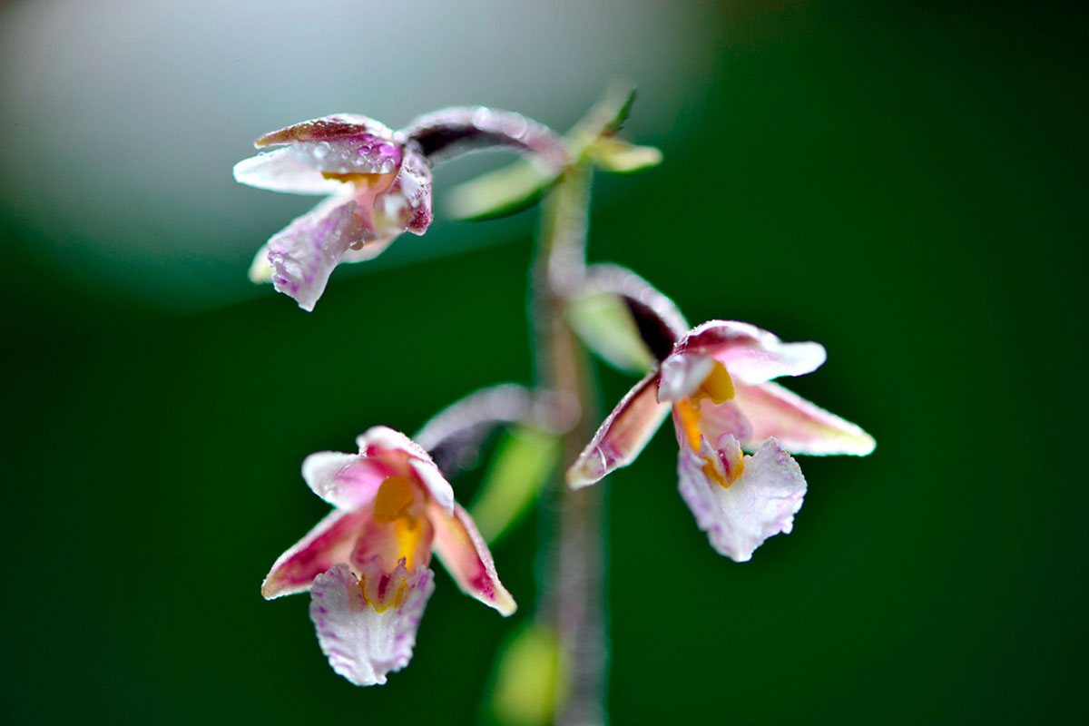 flora